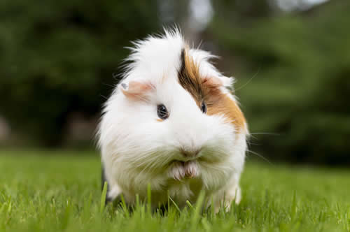 Guinea pig