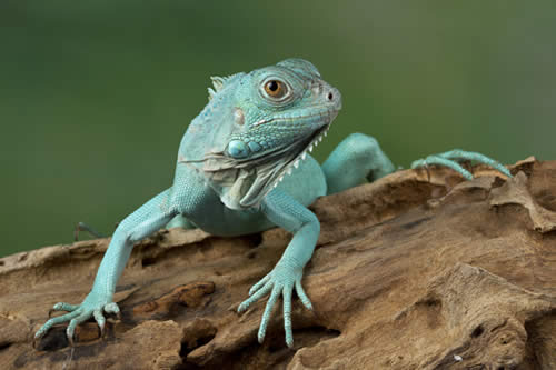 Blue iguana